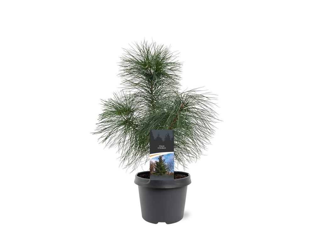 Горшечные цветы и растения оптом Pinus Strobus от 1шт из Голландии с доставкой по России