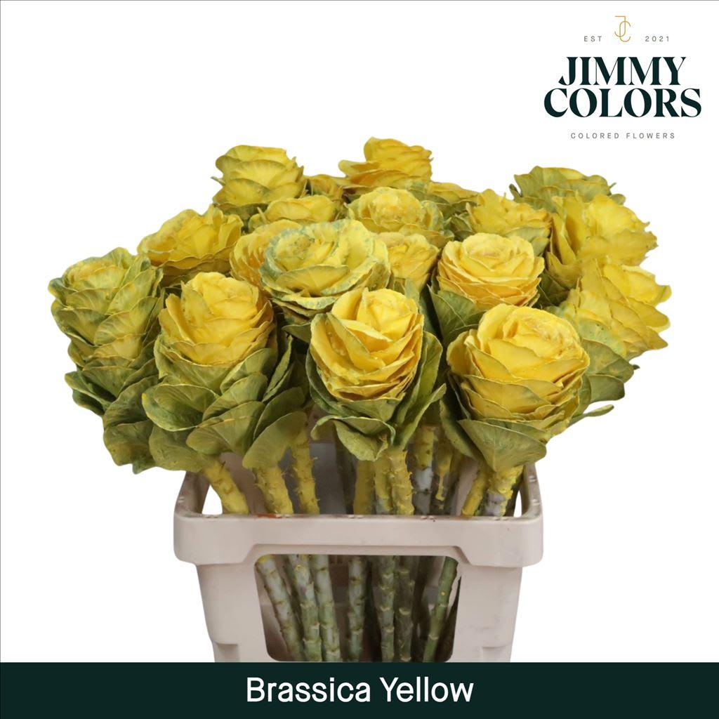 Срезанные цветы оптом Brassica L60 Yellow от 20шт из Голландии с доставкой по России