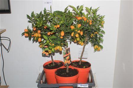 Горшечные цветы и растения оптом Citr Margarita 20+ от 3шт (для телеги) из Голландии с доставкой по России