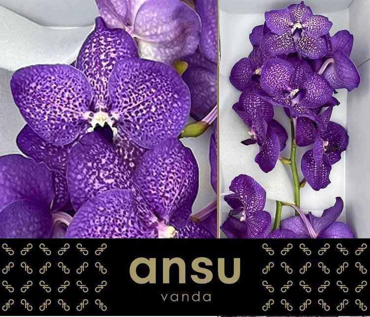 Срезанные цветы оптом Vanda violet blue magic от 16шт из Голландии с доставкой по России