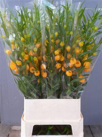 Срезанные цветы оптом Sandersonia royal highness от 50шт из Голландии с доставкой по России