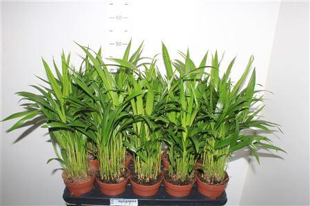 Горшечные цветы и растения оптом Dypsis Lutescens 15pp от 10шт из Голландии с доставкой по России