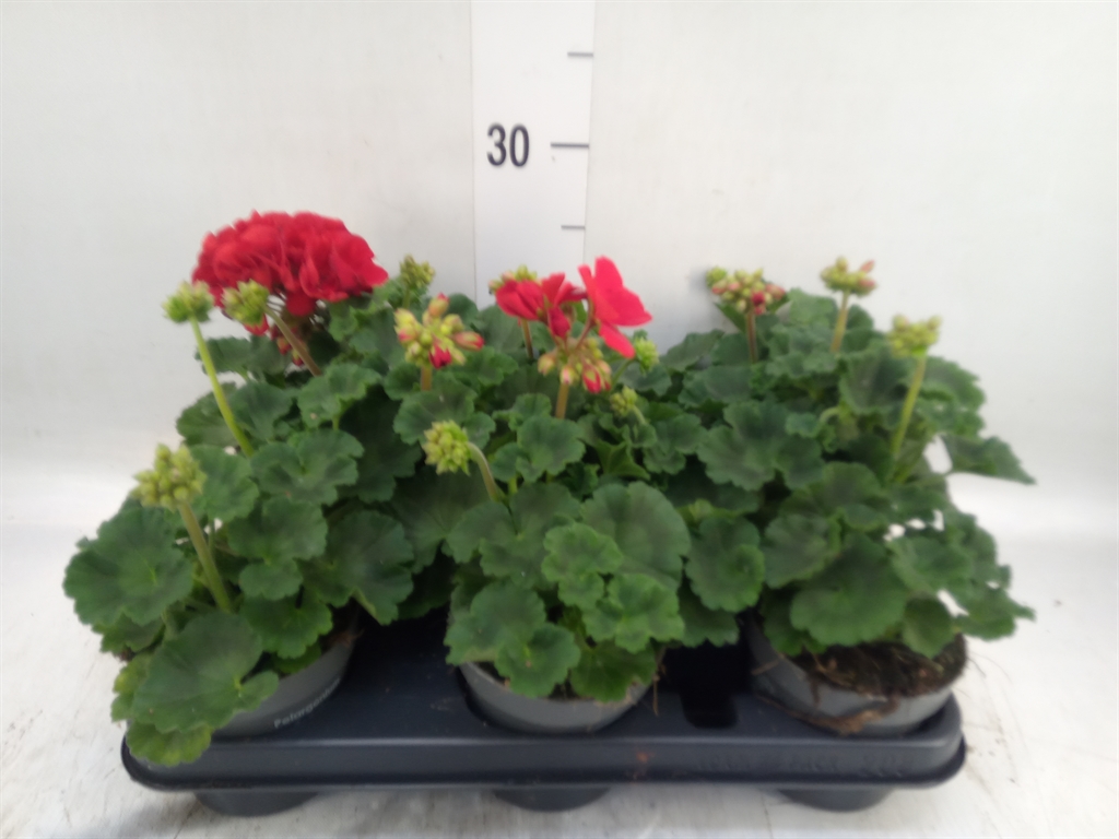 Горшечные цветы и растения оптом Pelargonium Zona.   ...f1 от 8шт из Голландии с доставкой по России
