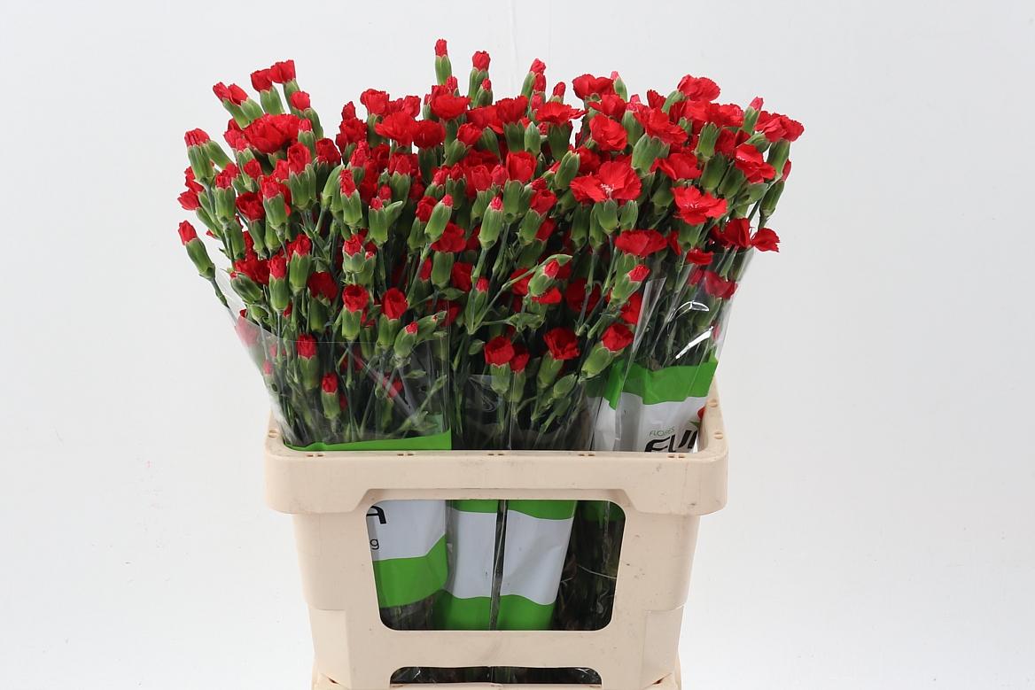 Срезанные цветы оптом Dianthus sp symply love от 100шт из Голландии с доставкой по России