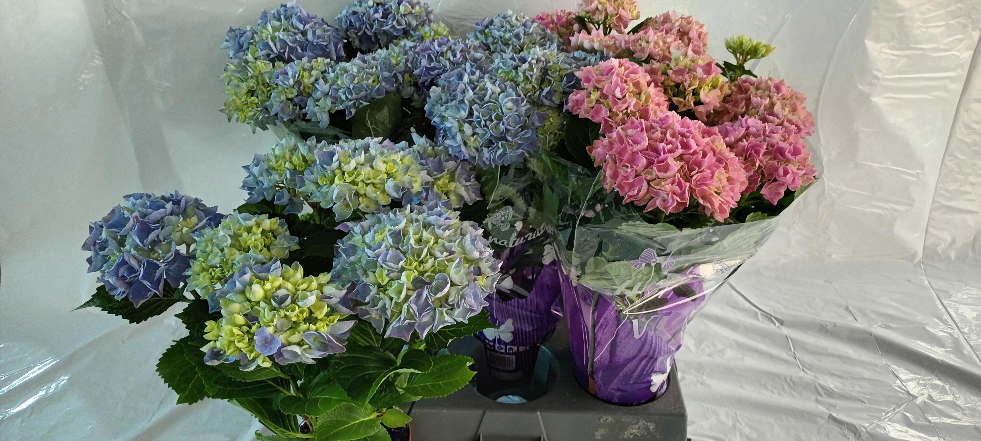 Горшечные цветы и растения оптом Hydr M Gem от 5шт из Голландии с доставкой по России