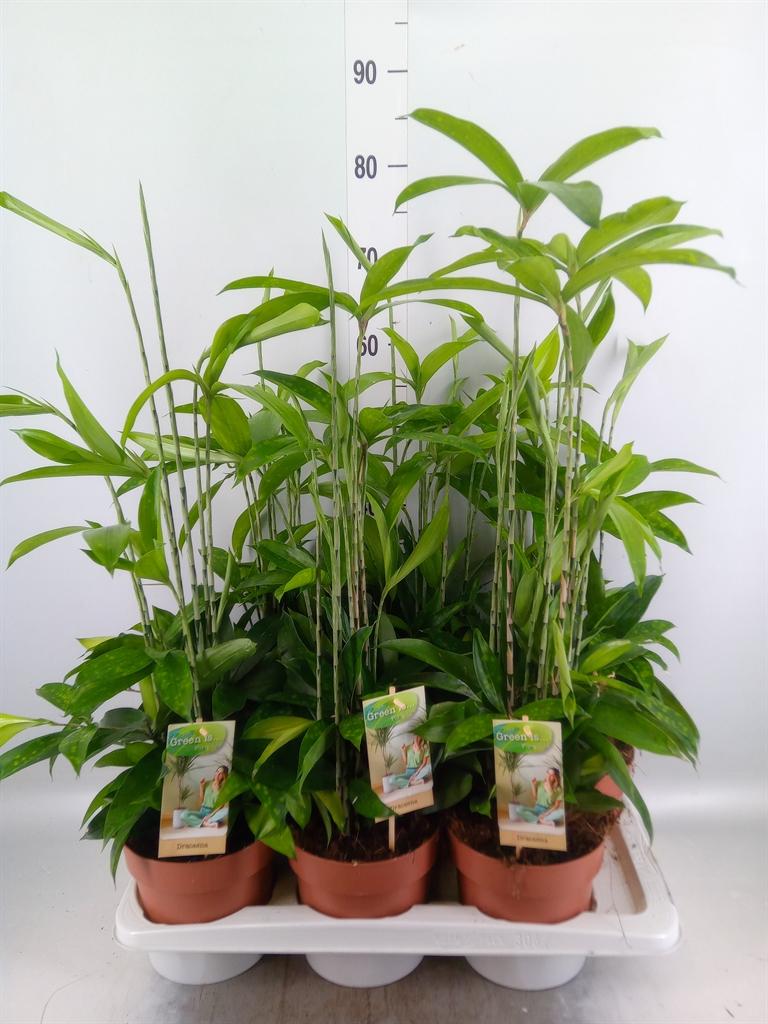 Горшечные цветы и растения оптом Dracaena Surculosa от 6шт из Голландии с доставкой по России