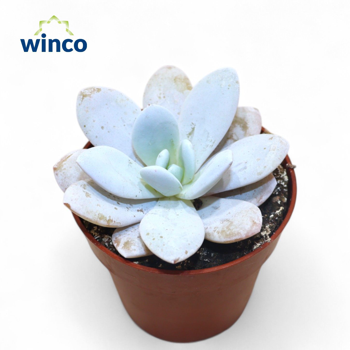 Горшечные цветы и растения оптом Echeveria Laui от 18шт (для телеги) из Голландии с доставкой по России