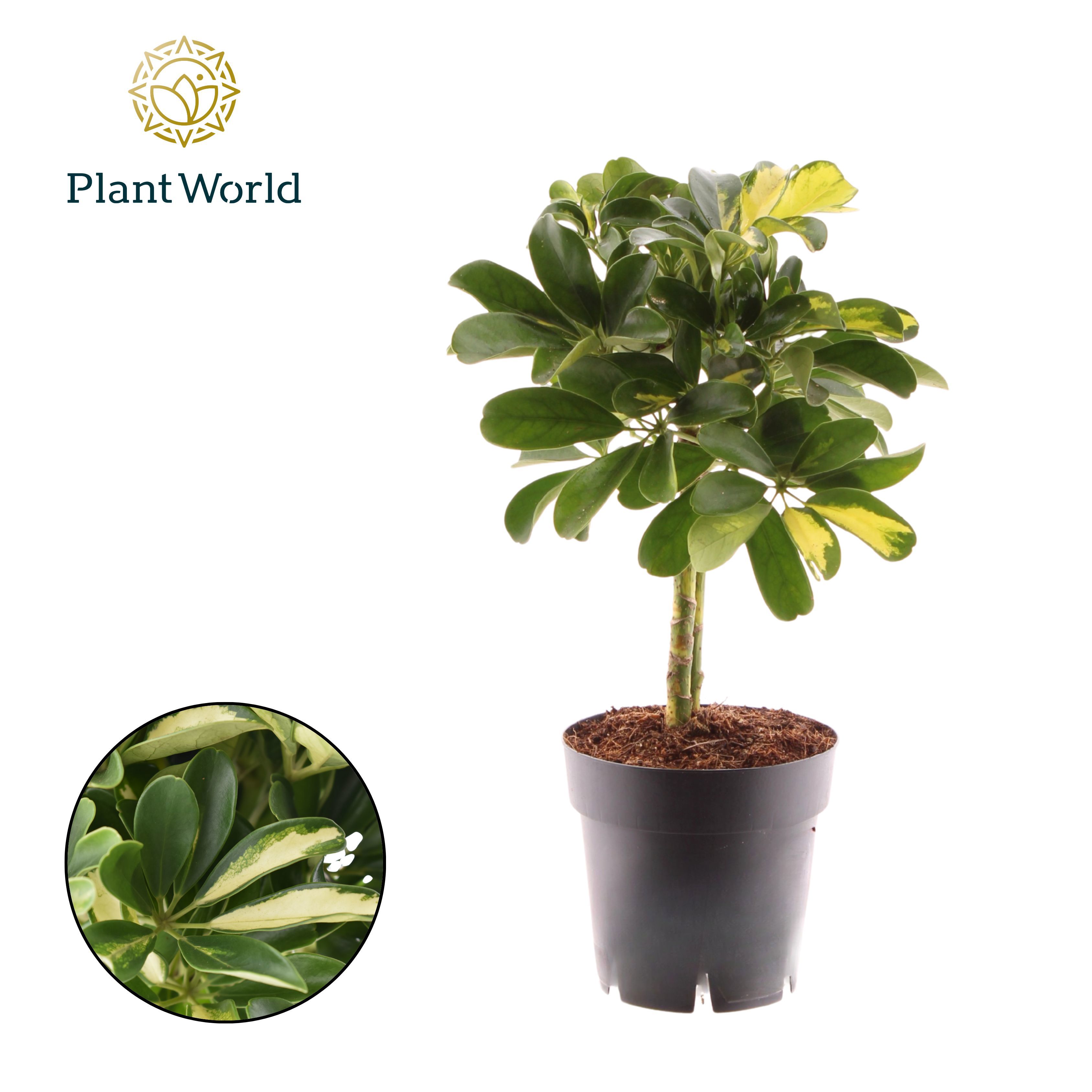 Горшечные цветы и растения оптом Schefflera Gold Capella On Stem от 7шт из Голландии с доставкой по России