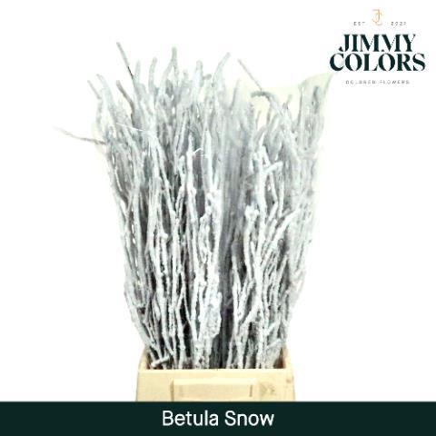 Срезанные цветы оптом Betula paint snowwhite on white от 10шт из Голландии с доставкой по России