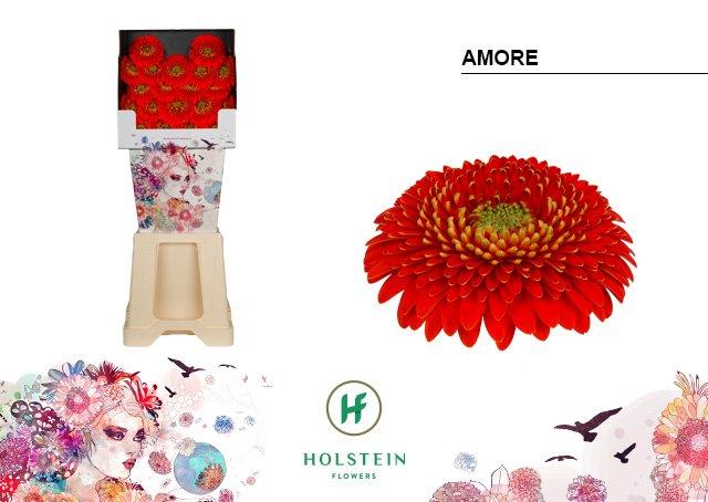 Срезанные цветы оптом Germini diamond gerponi amore от 80шт из Голландии с доставкой по России