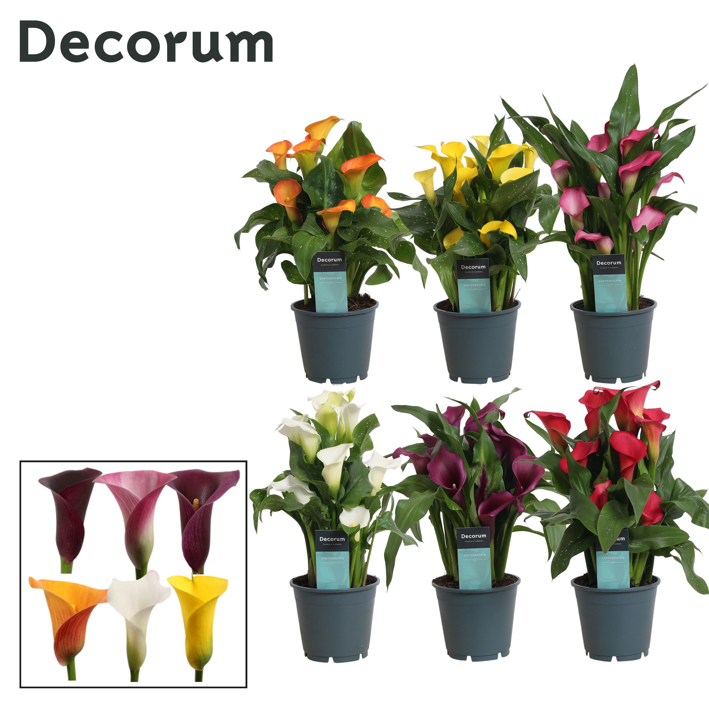 Горшечные цветы и растения оптом Zantedeschia Mix 5+ (decorum) от 8шт из Голландии с доставкой по России