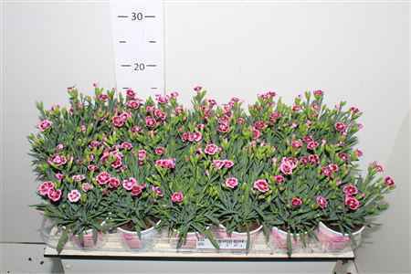 Горшечные цветы и растения оптом Dian Di Pink Kisses от 18шт из Голландии с доставкой по России