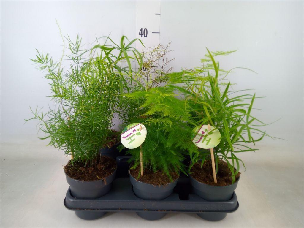 Горшечные цветы и растения оптом Asparagus   ...mix от 6шт из Голландии с доставкой по России