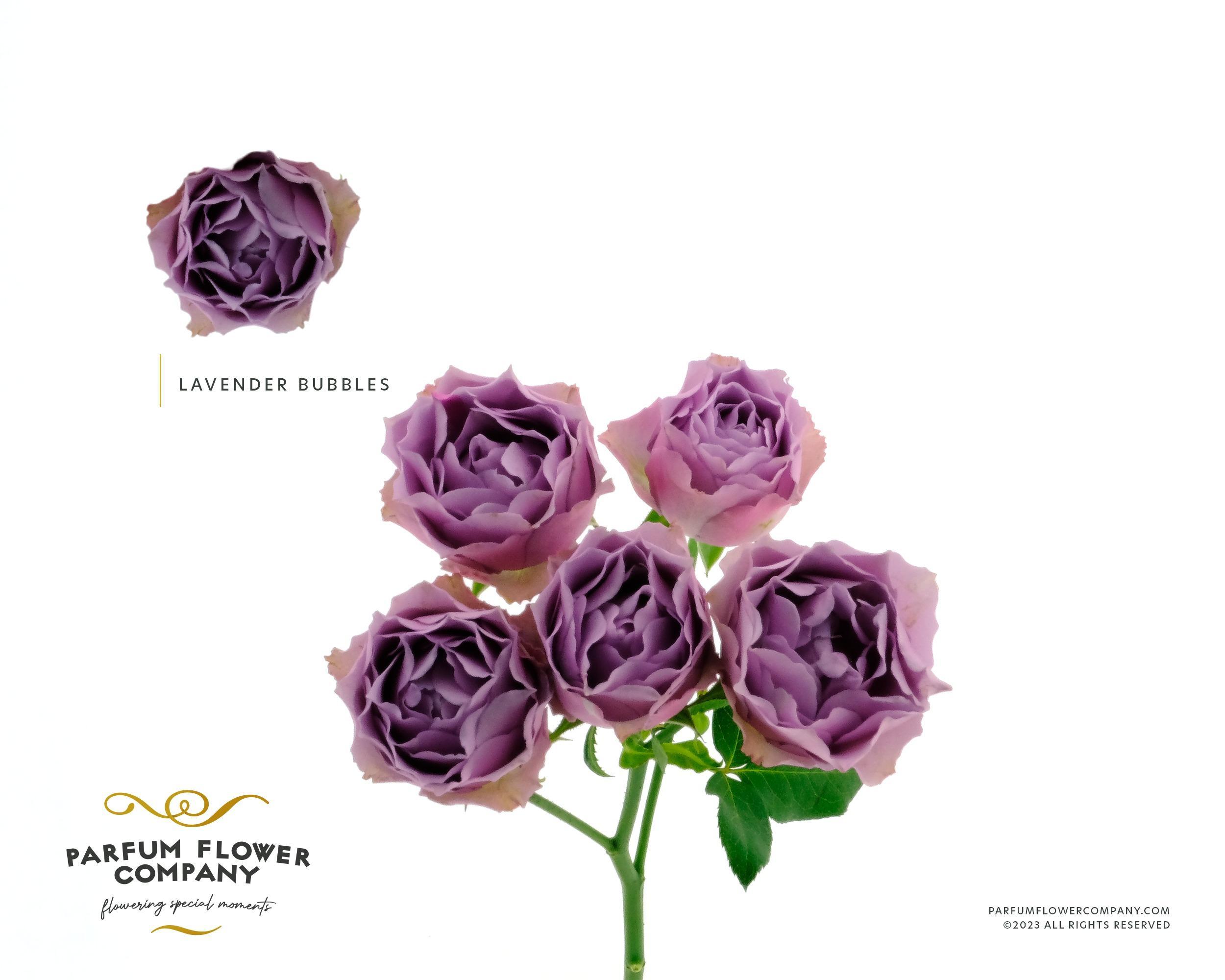 Срезанные цветы оптом Rosa spray garden lavender bubbles от 12шт из Голландии с доставкой по России