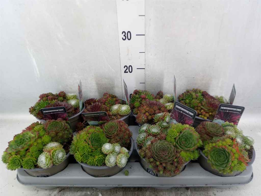 Горшечные цветы и растения оптом Sempervivum   ...mix от 8шт' из Голландии с доставкой по России