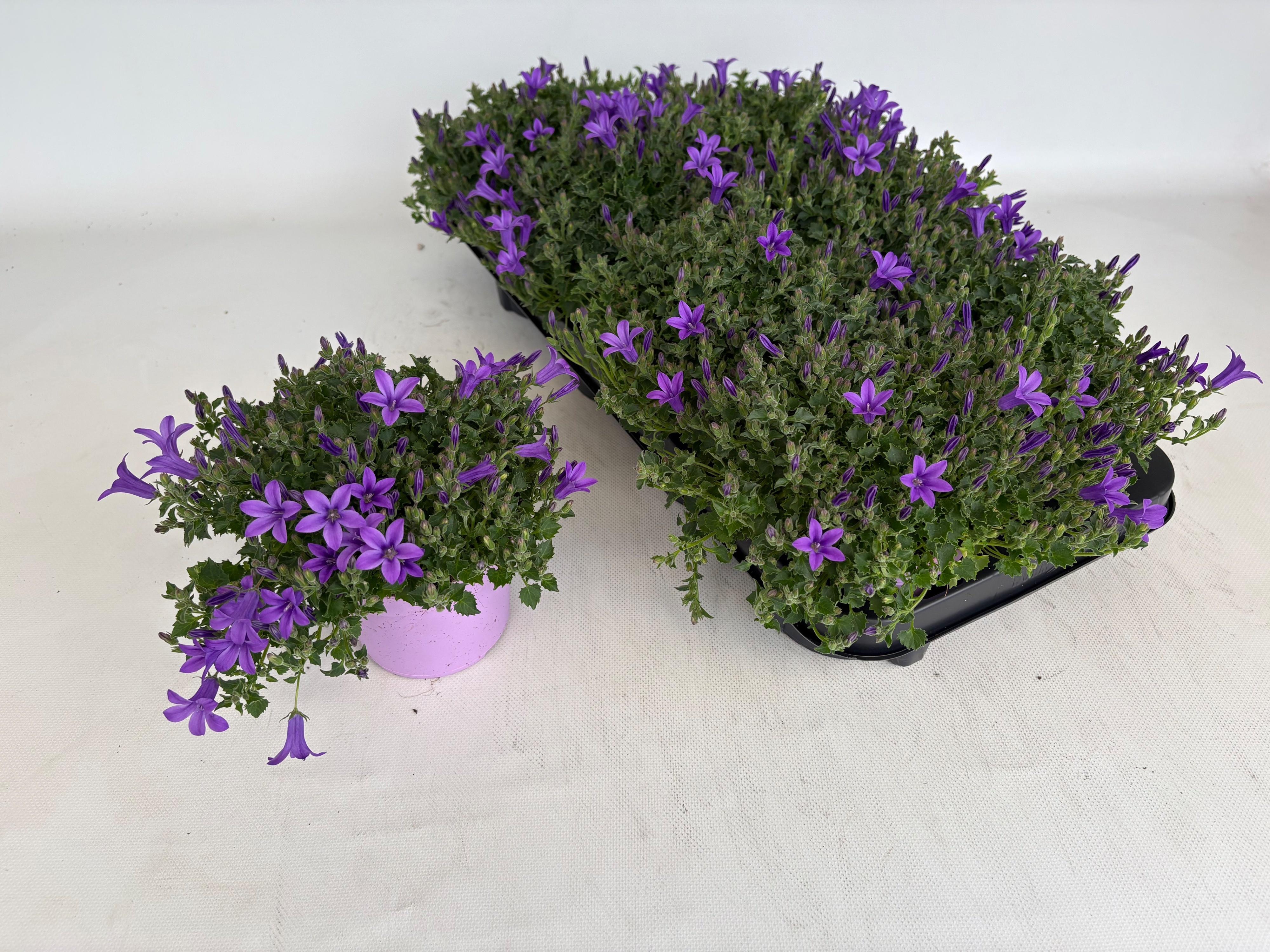 Горшечные цветы и растения оптом Camp Ov от 8шт (для телеги) из Голландии с доставкой по России