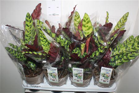 Горшечные цветы и растения оптом Calat Lancifolia от 8шт из Голландии с доставкой по России