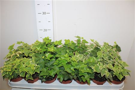 Горшечные цветы и растения оптом Hed He Gem от 21шт (для телеги) из Голландии с доставкой по России