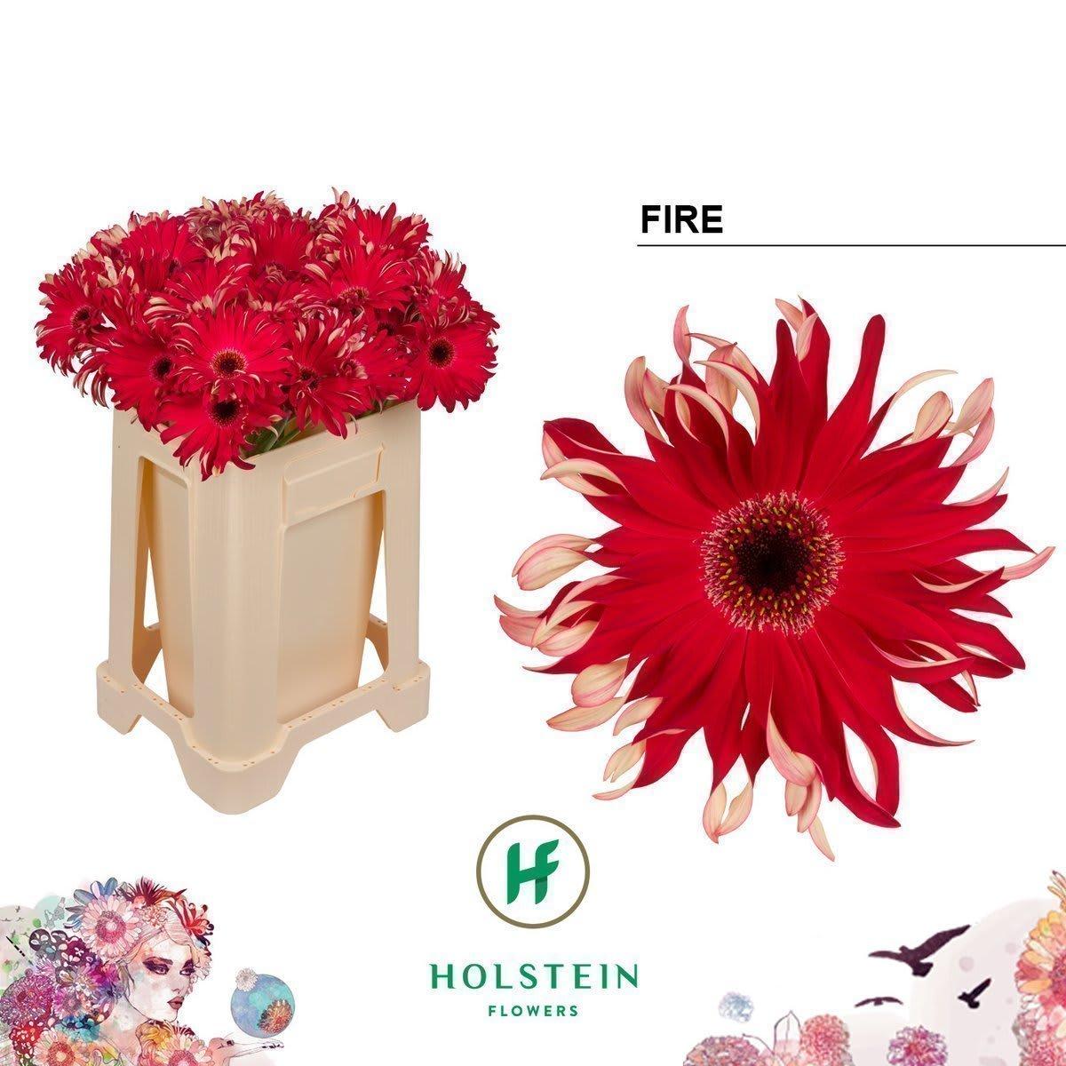 Срезанные цветы оптом Gerbera gerpasta fire от 50шт из Голландии с доставкой по России
