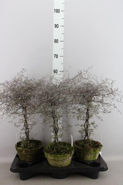 Горшечные цветы и растения оптом Corokia Cotoneaster от 3шт из Голландии с доставкой по России