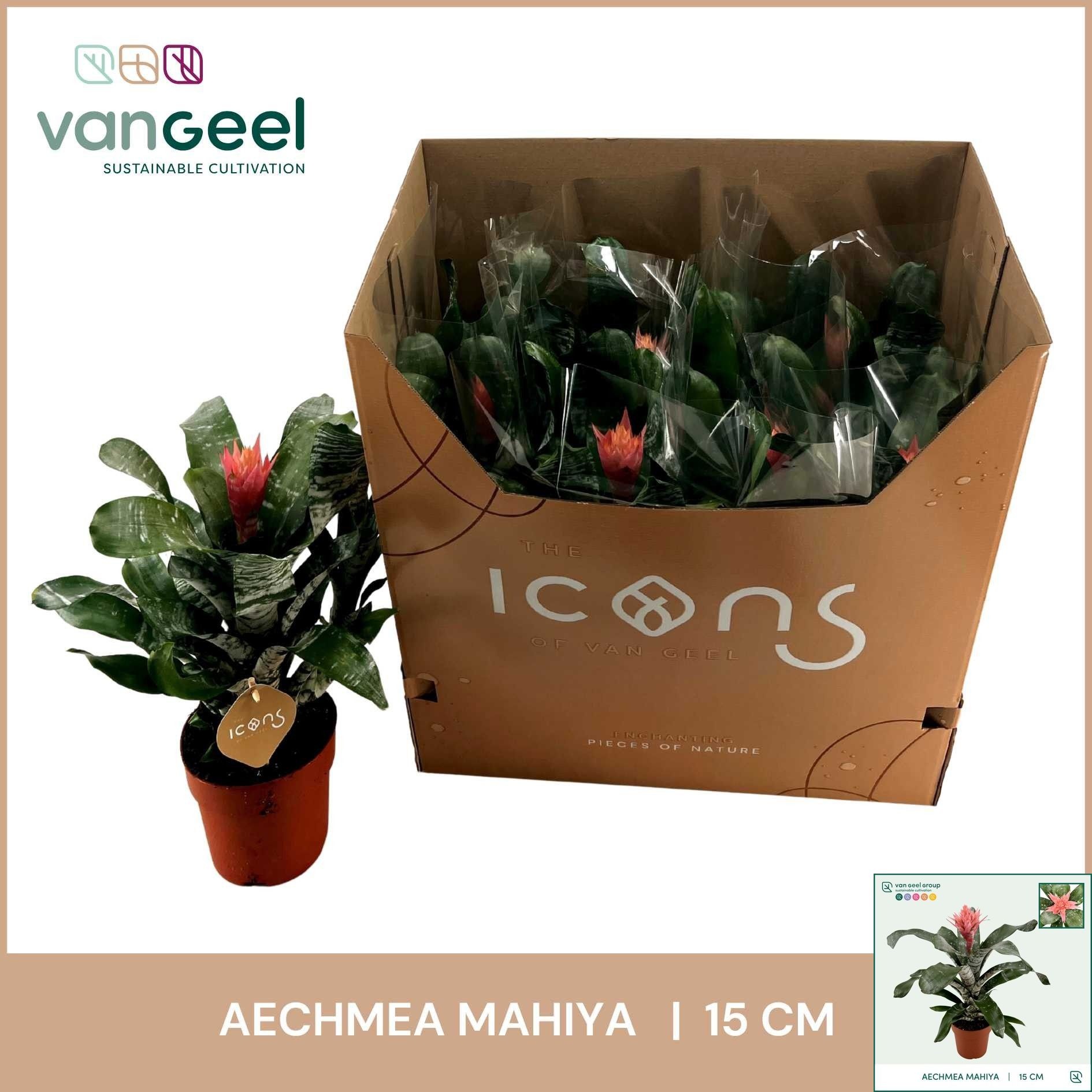 Горшечные цветы и растения оптом Aech Ov от 7шт из Голландии с доставкой по России