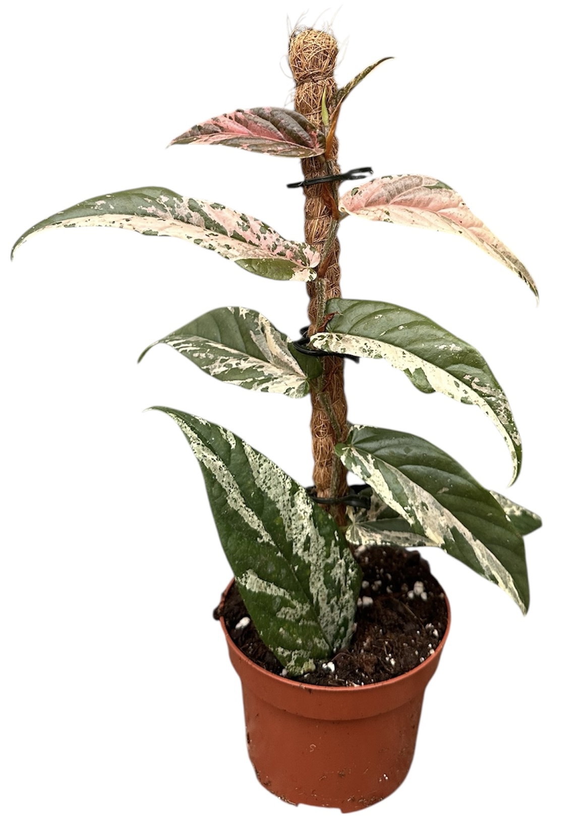 Горшечные цветы и растения оптом Ficus Sagittata Variegata Pink от 1шт (для телеги) из Голландии с доставкой по России