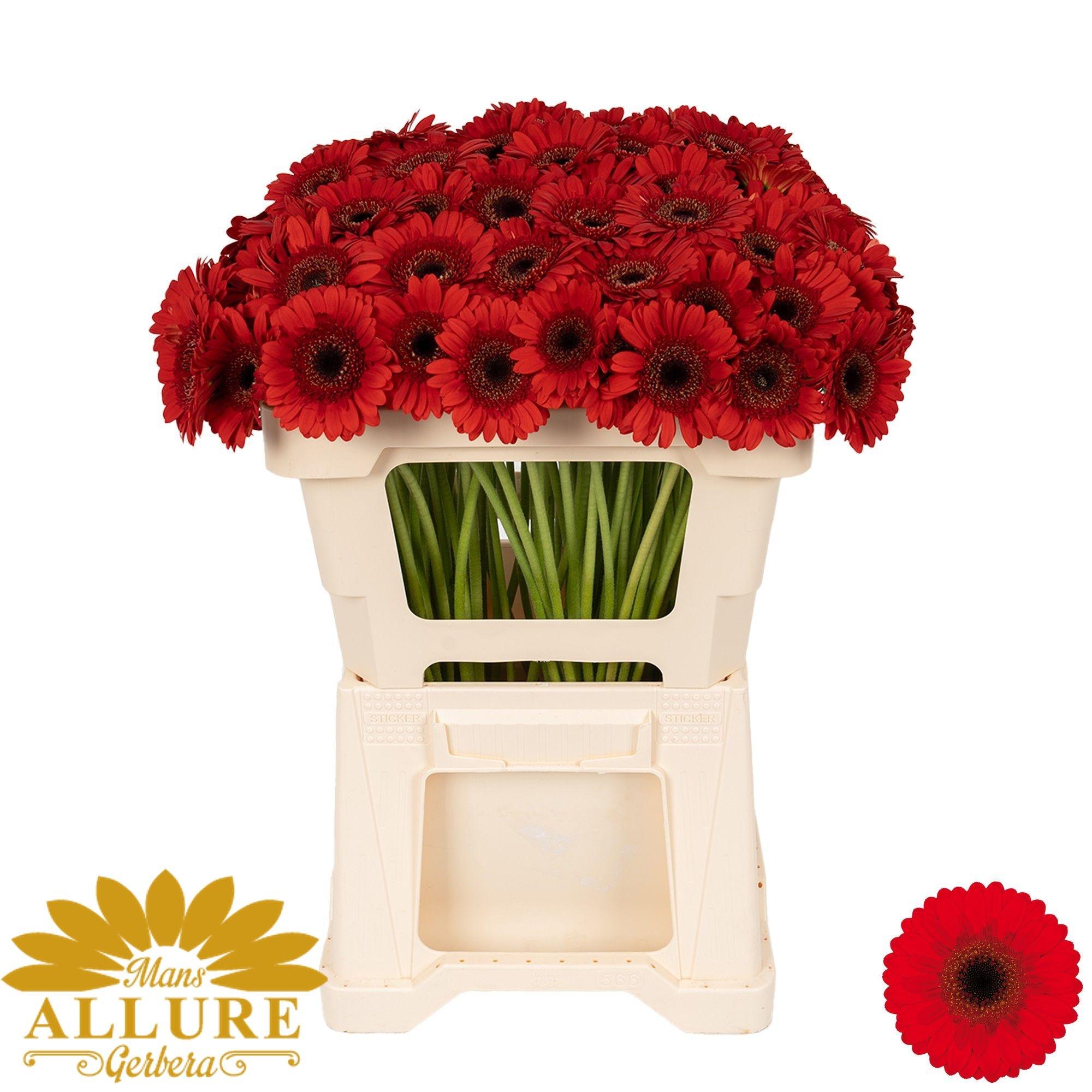 Срезанные цветы оптом Germini nirvana от 80шт из Голландии с доставкой по России Срезанные цветы оптом Germini nirvana от 80шт из Голландии с доставкой по России