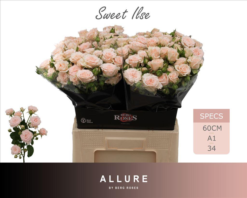 Срезанные цветы оптом Rosa spray sweet ilse от 30шт из Голландии с доставкой по России