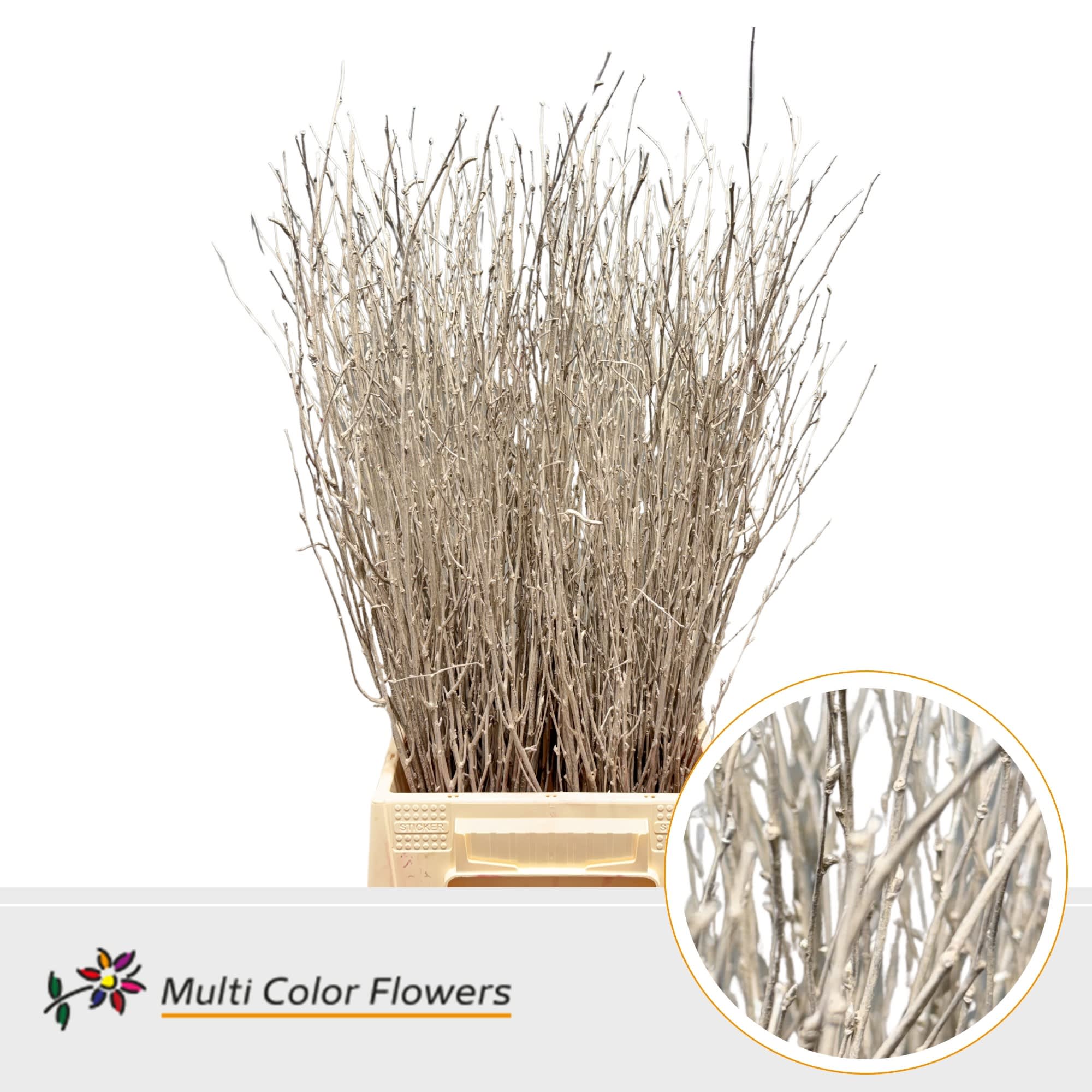 Срезанные цветы оптом Betula paint metallic beige от 100шт из Голландии с доставкой по России