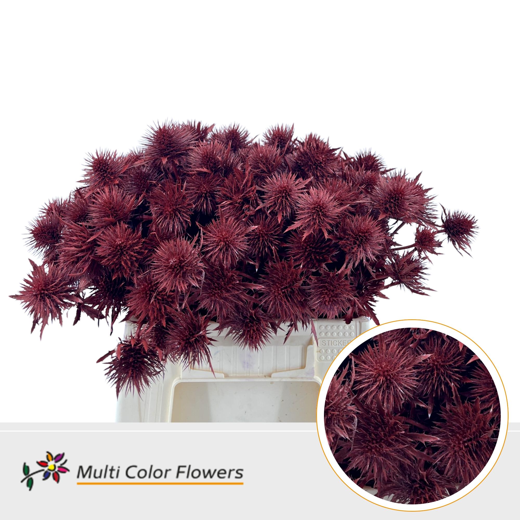 Срезанные цветы оптом Eryngium paint metallic red от 60шт из Голландии с доставкой по России