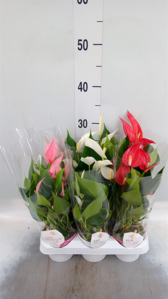 Горшечные цветы и растения оптом Anthurium   ...mix от 6шт (для телеги) из Голландии с доставкой по России