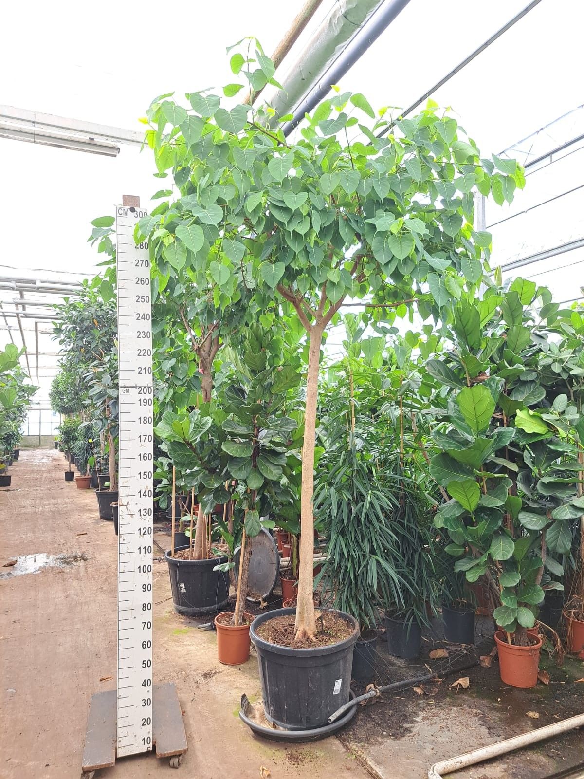 Горшечные цветы и растения оптом Ficus Religiosa Stam от 1шт из Голландии с доставкой по России