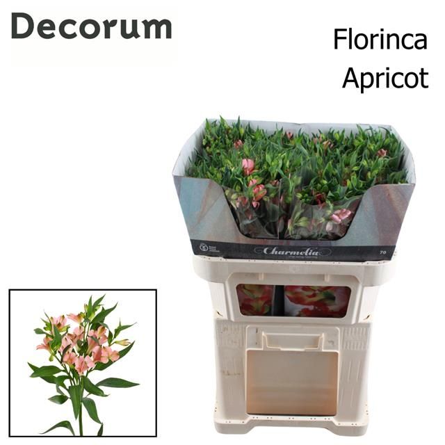 Срезанные цветы оптом Alstroemeria charmelia apricot от 60шт из Голландии с доставкой по России