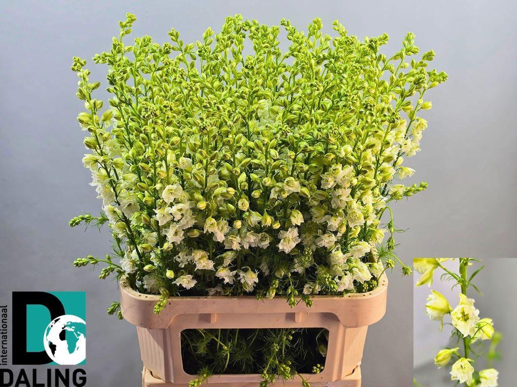Срезанные цветы оптом Delphinium la qis white (consolida) от 80шт из Голландии с доставкой по России