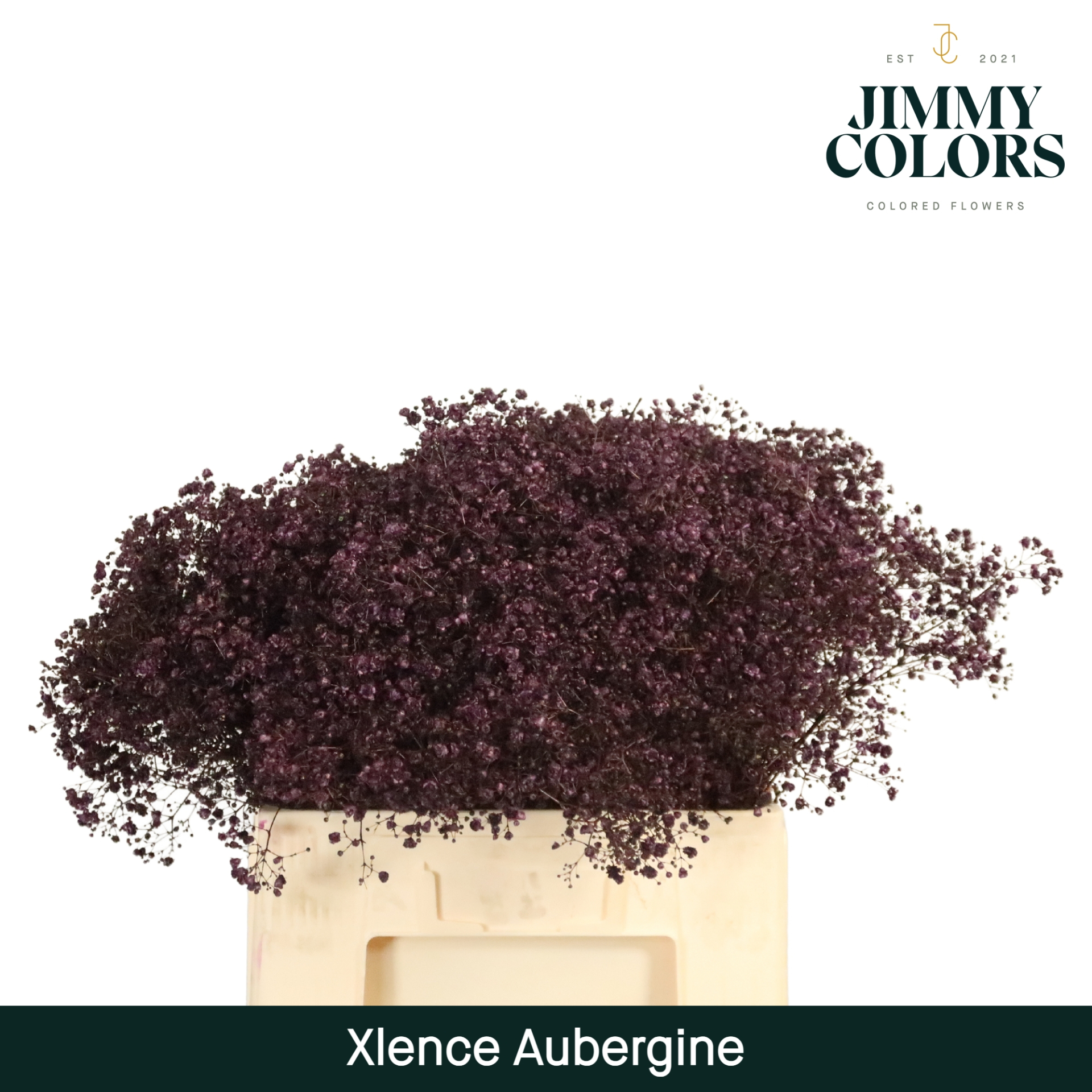 Срезанные цветы оптом Gyps large paint aubergine от 100шт из Голландии с доставкой по России