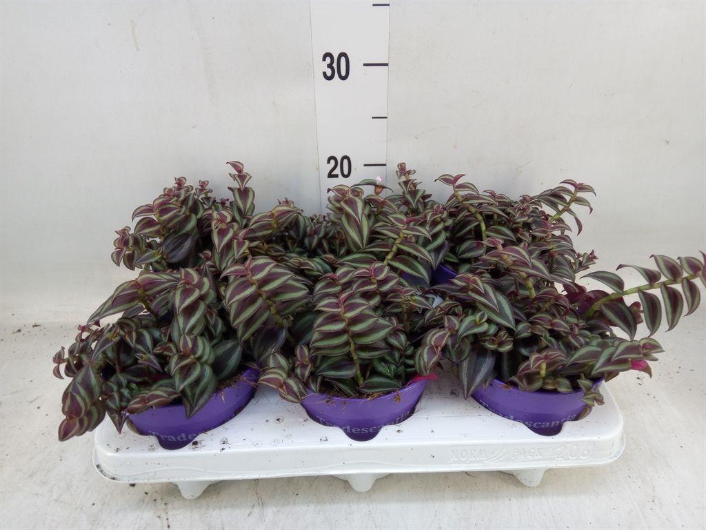 Горшечные цветы и растения оптом Tradescantia   ... от 6шт из Голландии с доставкой по России