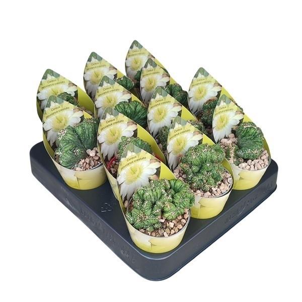 Горшечные цветы и растения оптом Cereus Peruvianus Crestato Potcover от 12шт (для телеги) из Голландии с доставкой по России