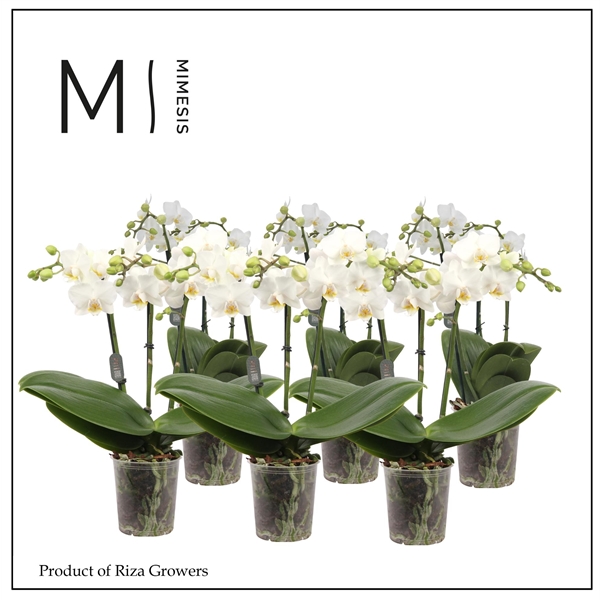 Горшечные цветы и растения оптом Phal 2st White 20+ Mimesis (orchid Growers) от 12шт (для телеги) из Голландии с доставкой по России