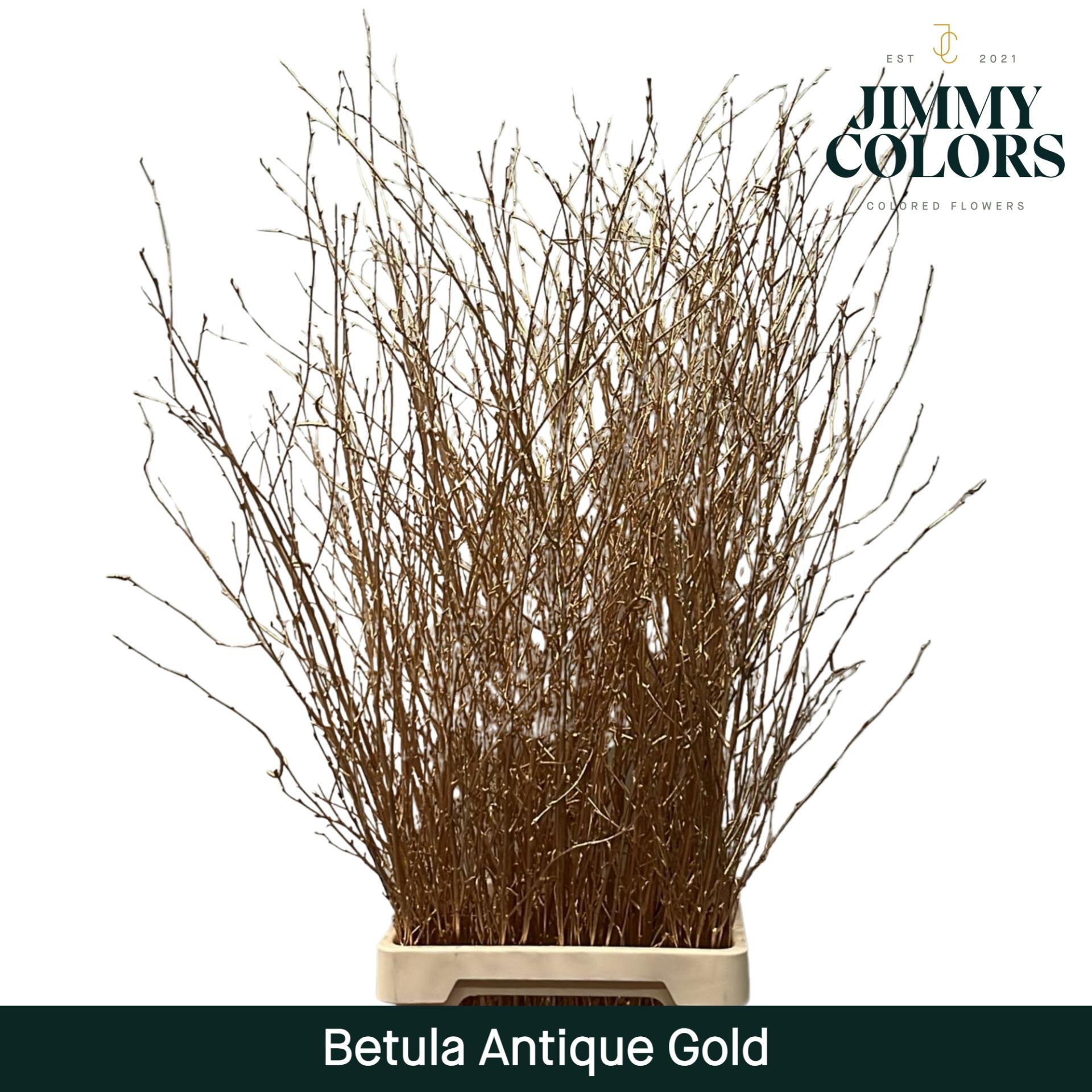 Срезанные цветы оптом Betula paint gold antique от 10шт из Голландии с доставкой по России