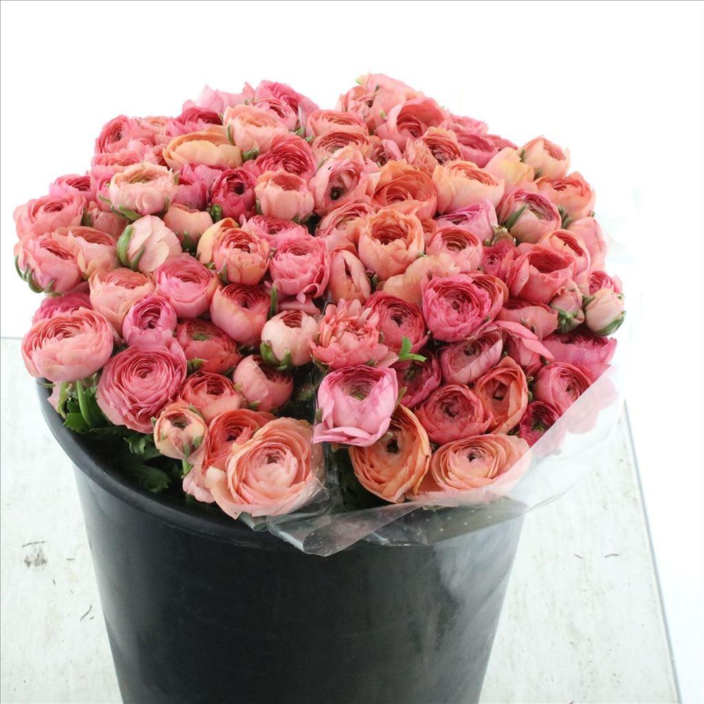 Срезанные цветы оптом Ranunculus elegance salmon от 100шт из Голландии с доставкой по России