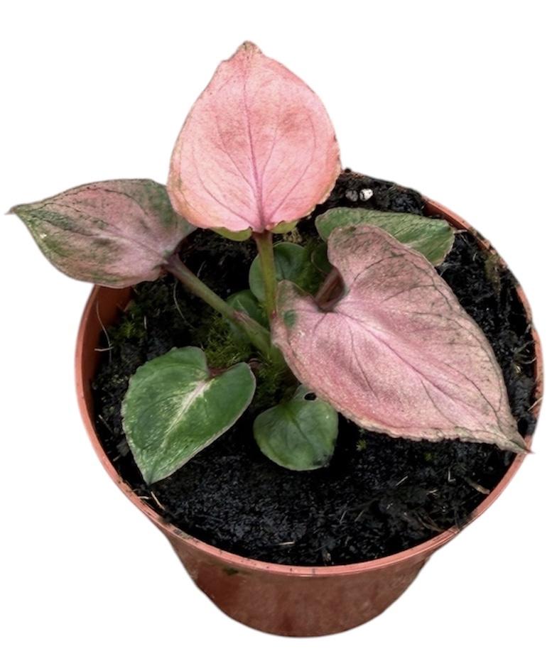 Горшечные цветы и растения оптом Syngonium Pink Perfection от 1шт (для телеги) из Голландии с доставкой по России