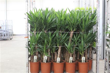 Горшечные цветы и растения оптом Yucca 75-45-20 Cm от 1шт из Голландии с доставкой по России