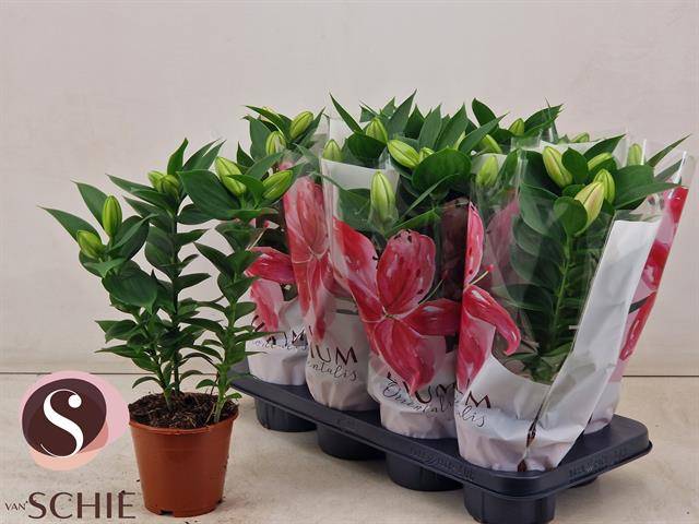 Горшечные цветы и растения оптом Lil Or Souvenir от 8шт из Голландии с доставкой по России