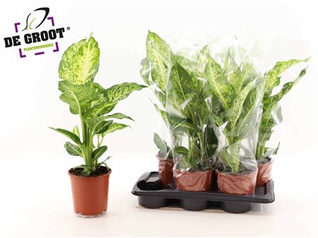 Горшечные цветы и растения оптом Dieffenbachia Mars от 6шт из Голландии с доставкой по России Горшечные цветы и растения оптом Dieffenbachia Mars от 6шт из Голландии с доставкой по России