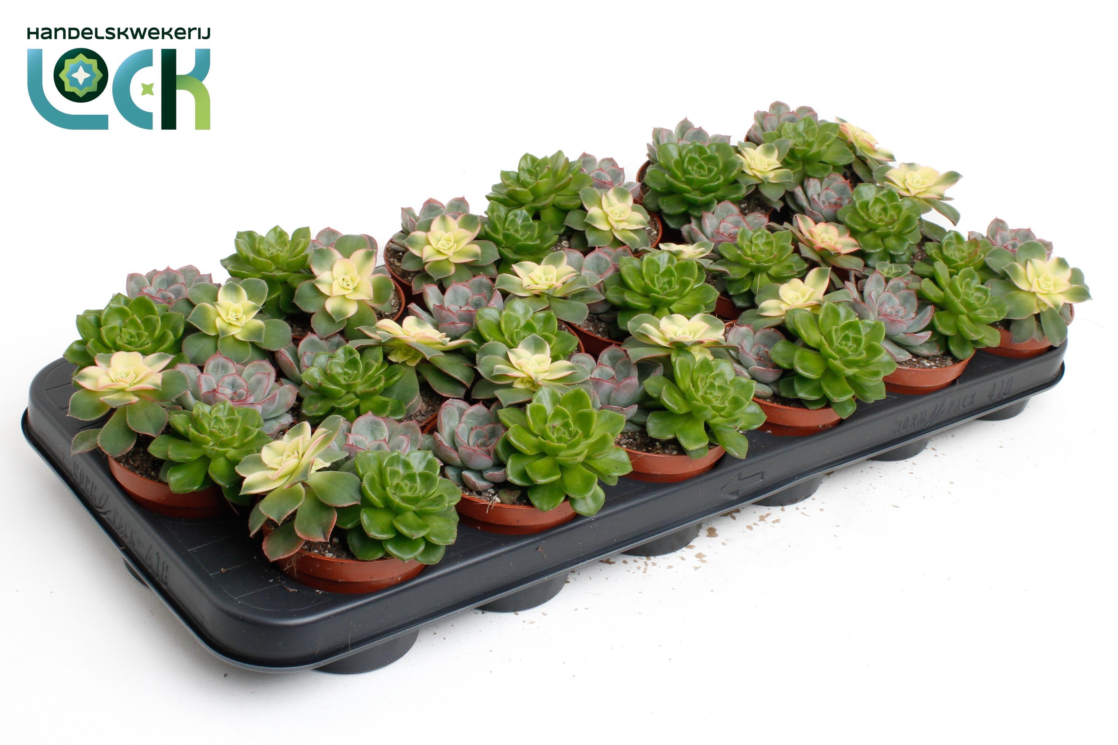 Горшечные цветы и растения оптом Echeveria Trio от 12шт (для телеги) из Голландии с доставкой по России