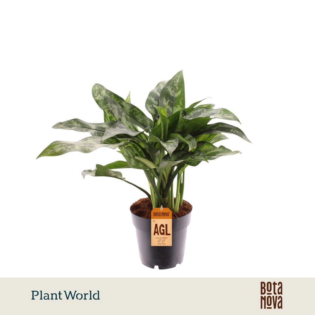 Горшечные цветы и растения оптом Aglaonema Maria от 7шт из Голландии с доставкой по России