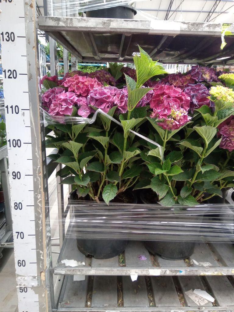 Горшечные цветы и растения оптом Hydrangea Mac.   ... от 1шт из Голландии с доставкой по России
