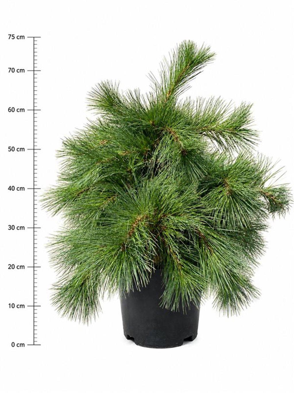 Горшечные цветы и растения оптом Pinus Strobus Niagara Falls от 1шт из Голландии с доставкой по России
