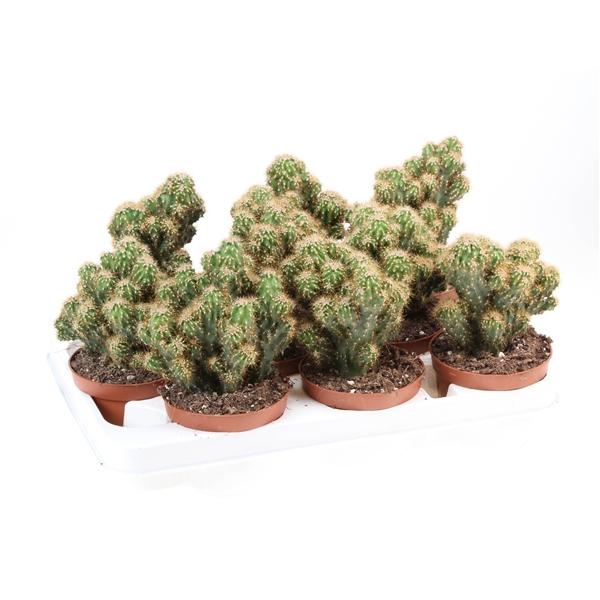 Горшечные цветы и растения оптом Cereus Peruvianus Monstrosus Yellow от 9шт из Голландии с доставкой по России