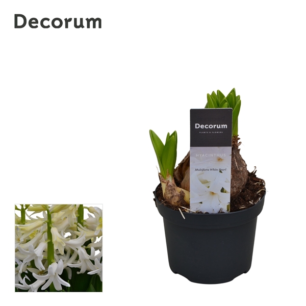 Горшечные цветы и растения оптом Hyacinthus Multiflora White (decorum) от 18шт из Голландии с доставкой по России